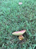 Boletus patrioticus image