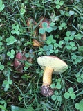 Boletus patrioticus image