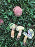 Boletus patrioticus image