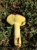 Boletus patrioticus image