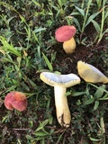 Boletus patrioticus image