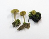 Lichenomphalia umbellifera image