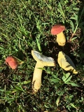 Boletus patrioticus image