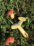 Boletus patrioticus image