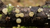 Neocudoniella albiceps image