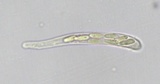Neocudoniella albiceps image