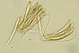 Neocudoniella albiceps image