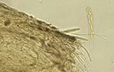 Neocudoniella albiceps image