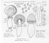 Agaricus bresadolanus image