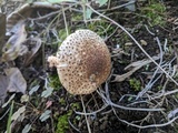 Echinoderma asperum image