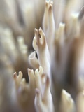 Ramaria stricta image