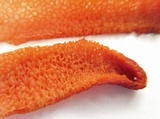 Mutinus elegans image