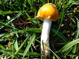 Amanita flavorubens image
