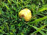 Amanita flavorubens image