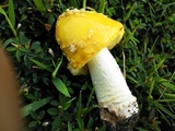Amanita flavorubens image