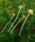 Rickenella fibula image