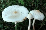 Chlorophyllum hortense image