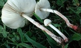 Chlorophyllum hortense image