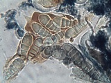 Arthonia cinnabarina image