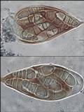 Arthonia cinnabarina image