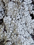 Pertusaria amara f. amara image