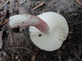 Russula mariae image