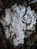 Pertusaria amara f. amara image