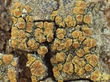 Caloplaca pyracea image