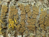 Caloplaca pyracea image