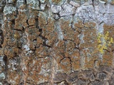 Caloplaca pyracea image