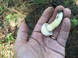 Austroboletus subflavidus image