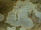 Verrucaria calciseda image