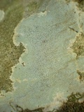Verrucaria calciseda image