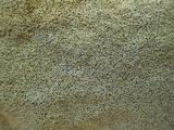 Verrucaria calciseda image