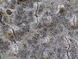 Enterographa crassa image