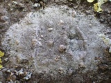 Enterographa crassa image