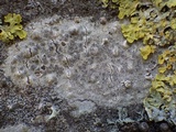 Enterographa crassa image