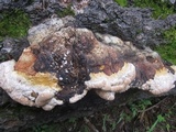 Fomitopsis schrenkii image