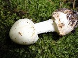 Amanita brunnescens image