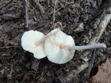 Lepiota cristata image