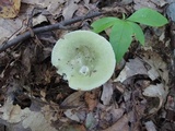 Russula aeruginea image