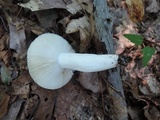 Russula aeruginea image