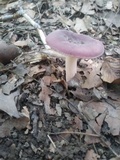 Russula mariae image