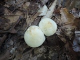 Rhodocollybia maculata image