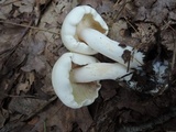 Rhodocollybia maculata image