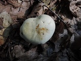 Rhodocollybia maculata image