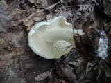 Rhodocollybia maculata image