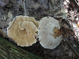 Onnia tomentosa image