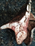 Laetiporus persicinus image