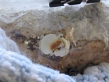 Ganoderma resinaceum image